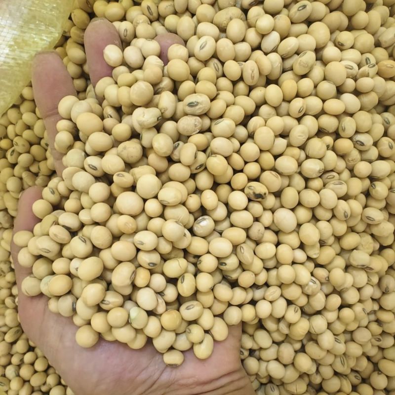 高蛋白黄豆粒无坏颗粒颗粒饱满全国发货质量保证袋装
