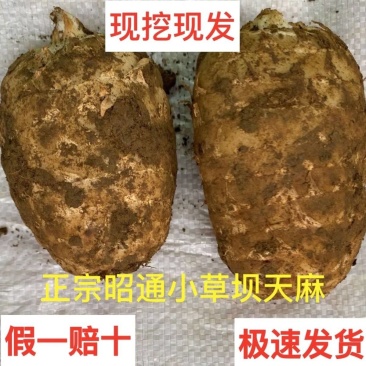 云南昭通正宗鲜天麻现挖现发新年必备滋补食用农产品
