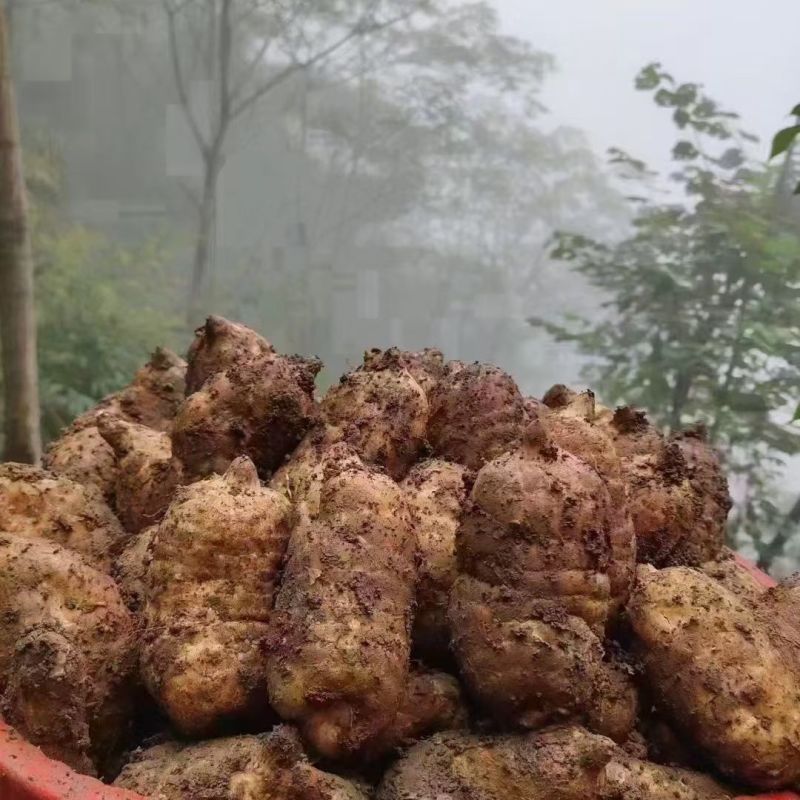 云南昭通正宗鲜天麻现挖现发新年必备滋补食用农产品