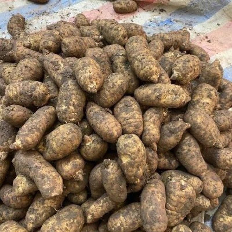 云南昭通正宗鲜天麻现挖现发新年必备滋补食用农产品