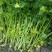 优质上海本地香芹