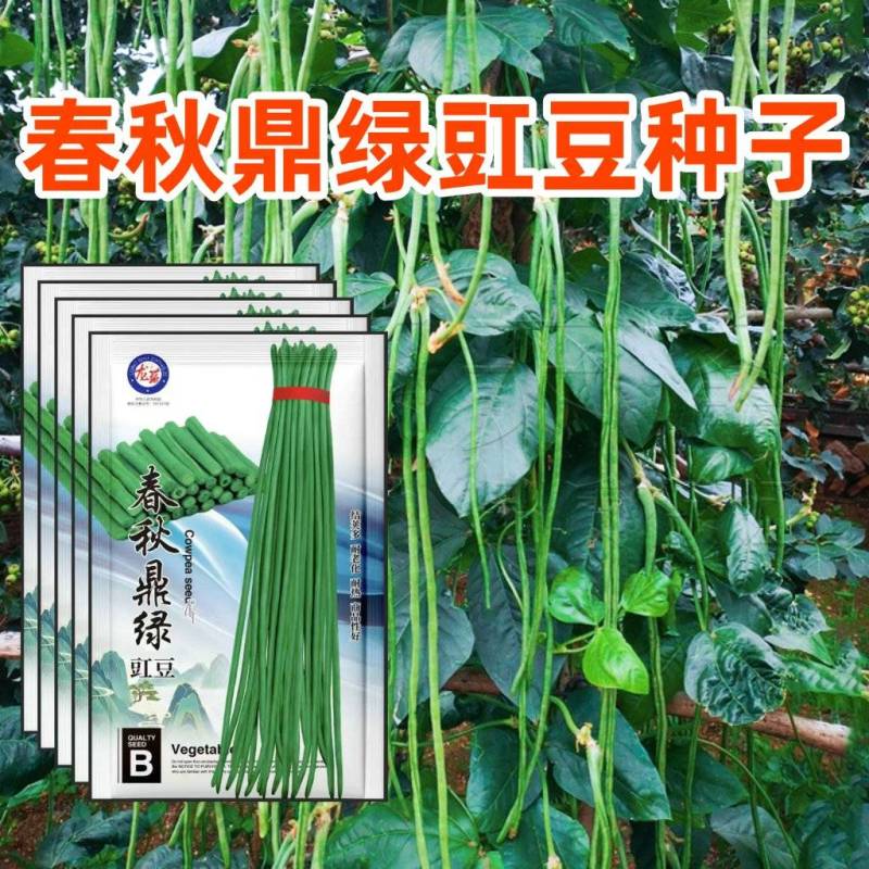春秋鼎绿绿豇豆种子长豆角种子绿条豇豆种子种植户大田用种