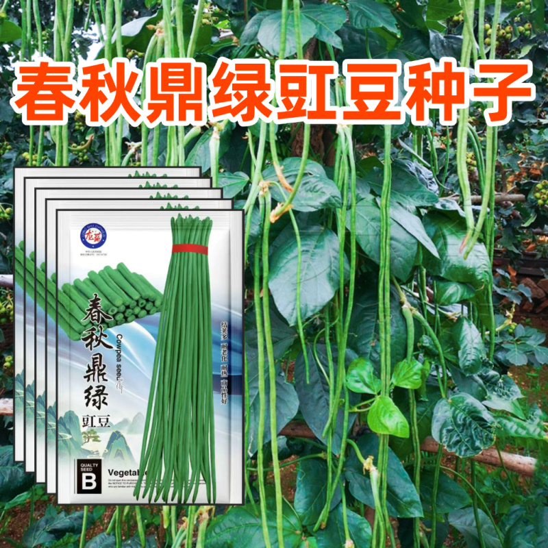 春秋鼎绿绿豇豆种子长豆角种子绿条豇豆种子种植户大田用种