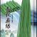 春秋鼎绿绿豇豆种子长豆角种子绿条豇豆种子种植户大田用种