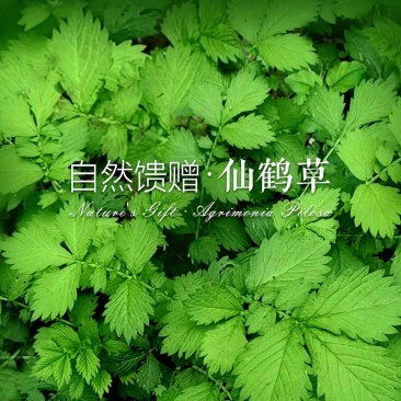 仙鹤草苗