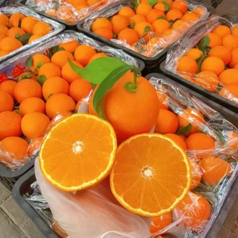 广西沃柑大量上市个大皮薄口感甜产地直销