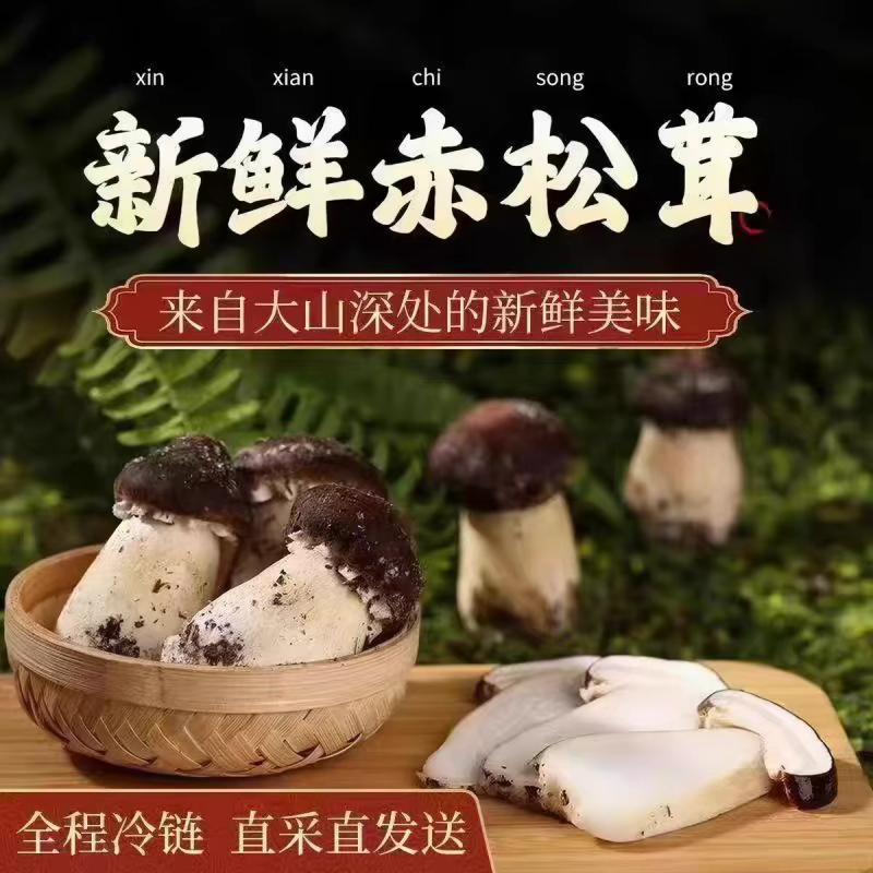高山赤松茸