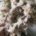贵州优质水苔
