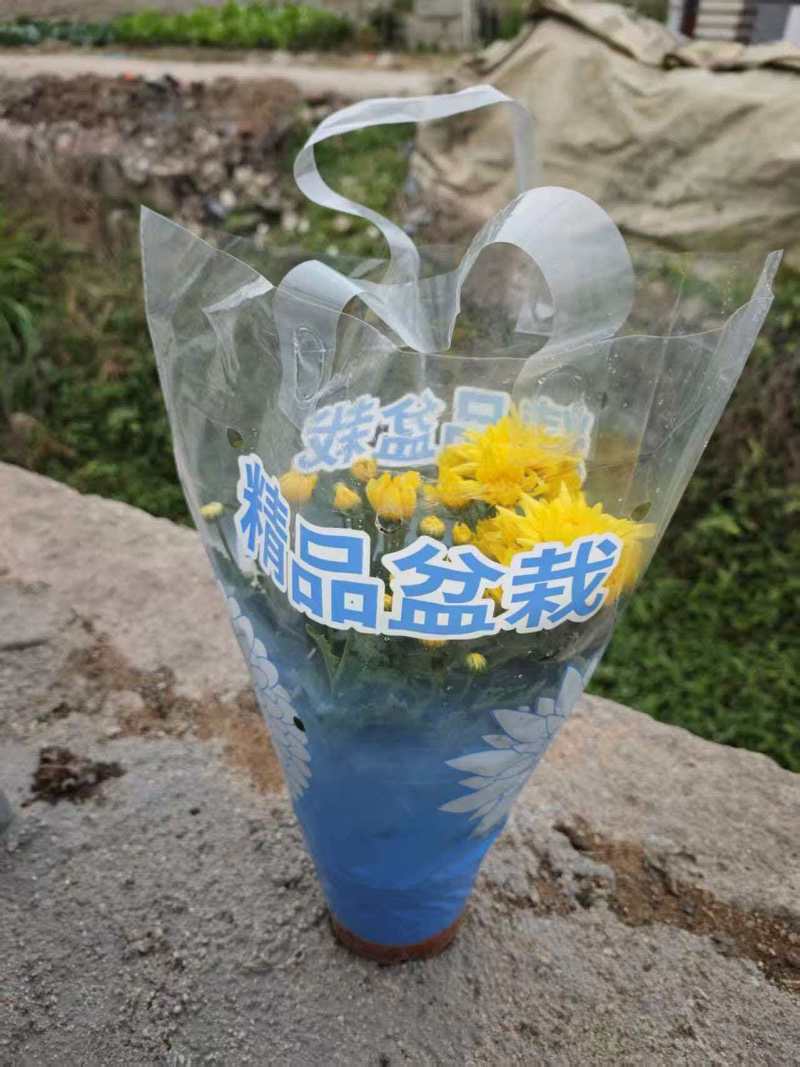 福建漳州菊花盆栽，自家货源/基地直发/量大从优