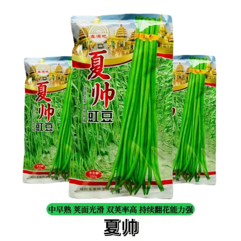 夏帅豇豆中熟品种白籽白花种子耐热专用无鼠尾条荚顺直250