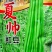 夏帅豇豆中熟品种白籽白花种子耐热专用无鼠尾条荚顺直250