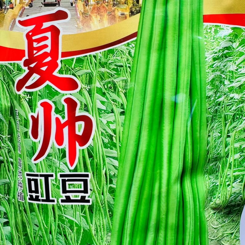 夏帅豇豆中熟品种白籽白花种子耐热专用无鼠尾条荚顺直250