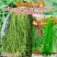 夏帅豇豆中熟品种白籽白花种子耐热专用无鼠尾条荚顺直250