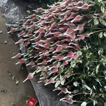 卡罗拉