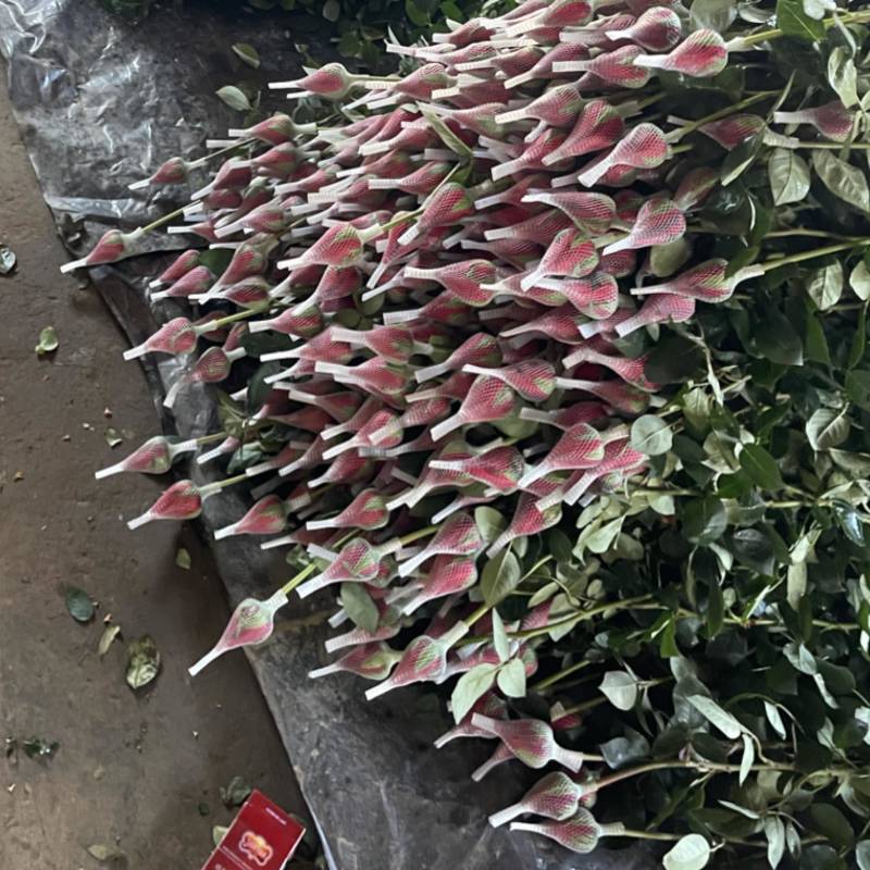 卡罗拉