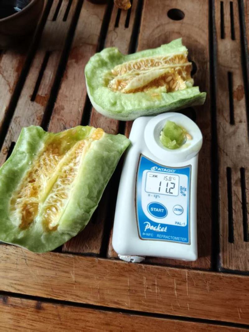 海南东方海沙地自然成熟羊角蜜甜瓜