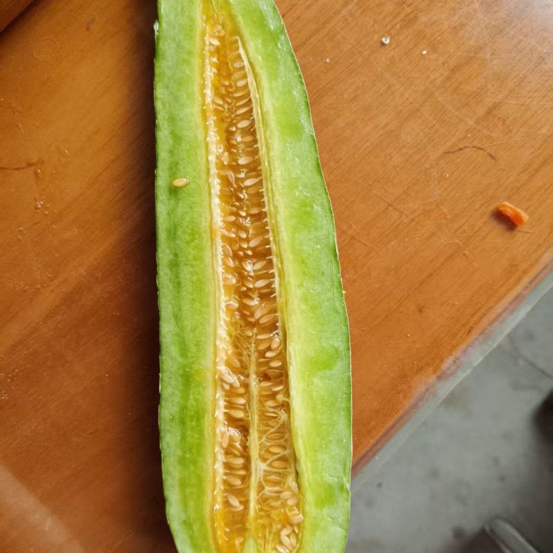 海南东方海沙地自然成熟羊角蜜甜瓜