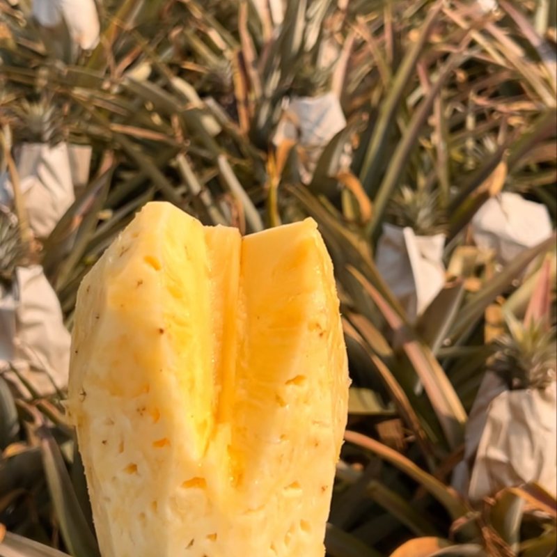 源头产地正宗金钻凤梨