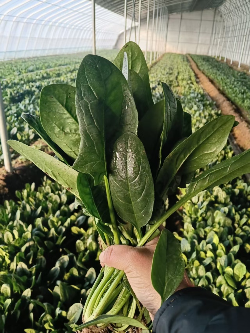 菠菜
