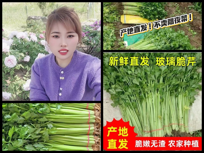 实力货源西芹香芹价格合理供货量大进店咨询全国对接