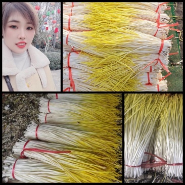 精品蒜黄粗细都有价格合理欢迎进店支持视频看货