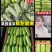 山东精品绿皮西葫芦产地直发货源充足品质好价格美丽发全国