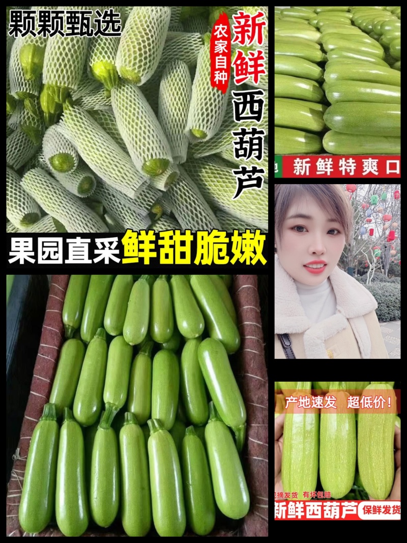 山东精品绿皮西葫芦产地直发货源充足品质好价格美丽发全国