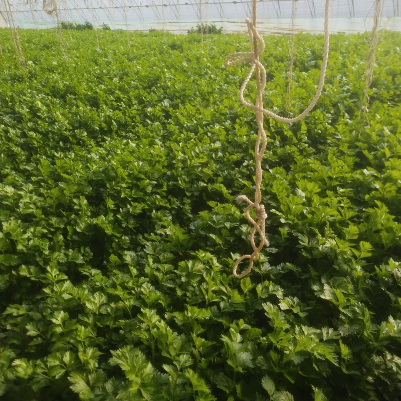 芹菜啊，今天价格