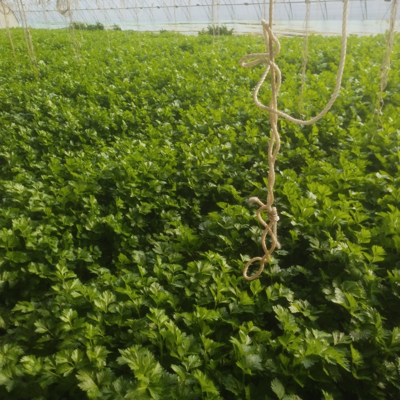 芹菜啊，今天价格