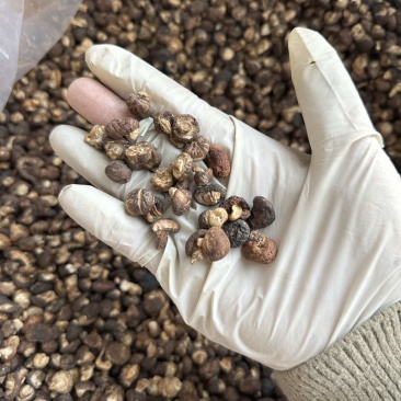 包邮2025香菇脚泌阳菇脚双剪菇脚1.8厘米以上