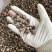 包邮2025香菇脚泌阳菇脚双剪菇脚1.8厘米以上