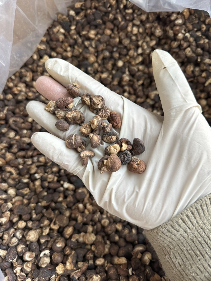 包邮2025香菇脚泌阳菇脚双剪菇脚1.8厘米以上