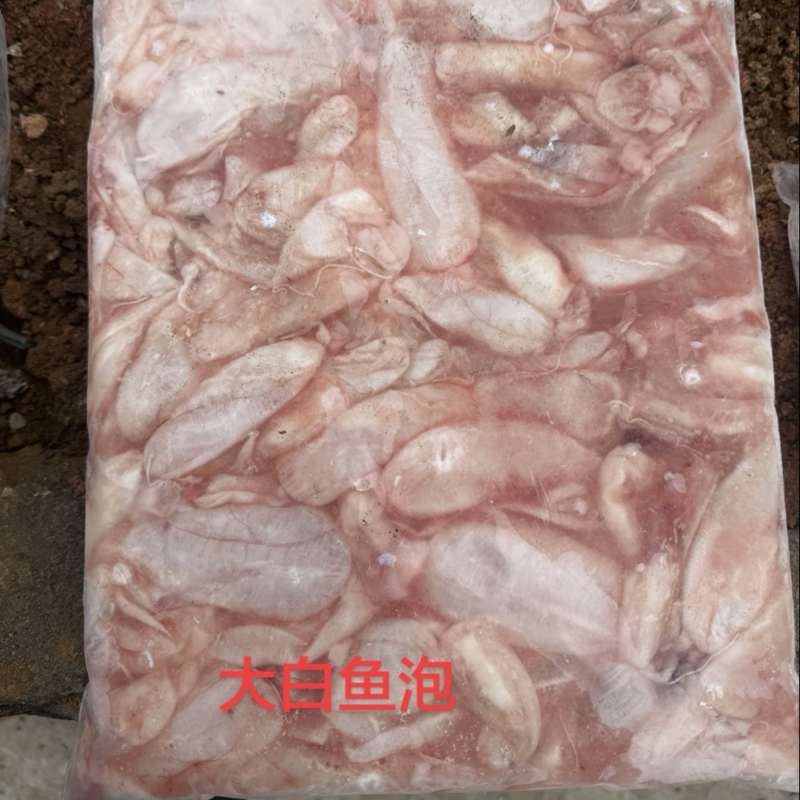 大白鱼泡