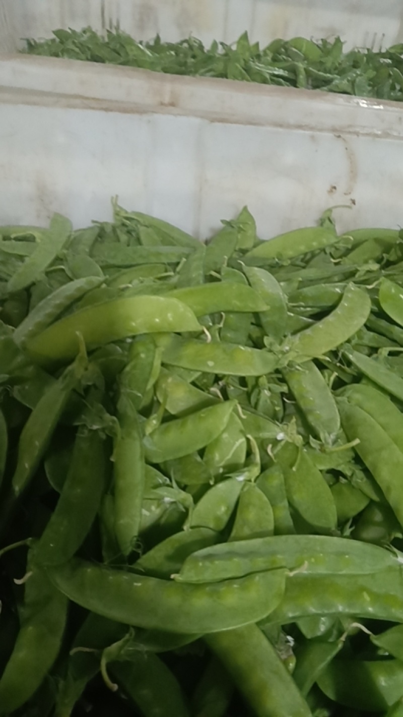 小荷兰豆