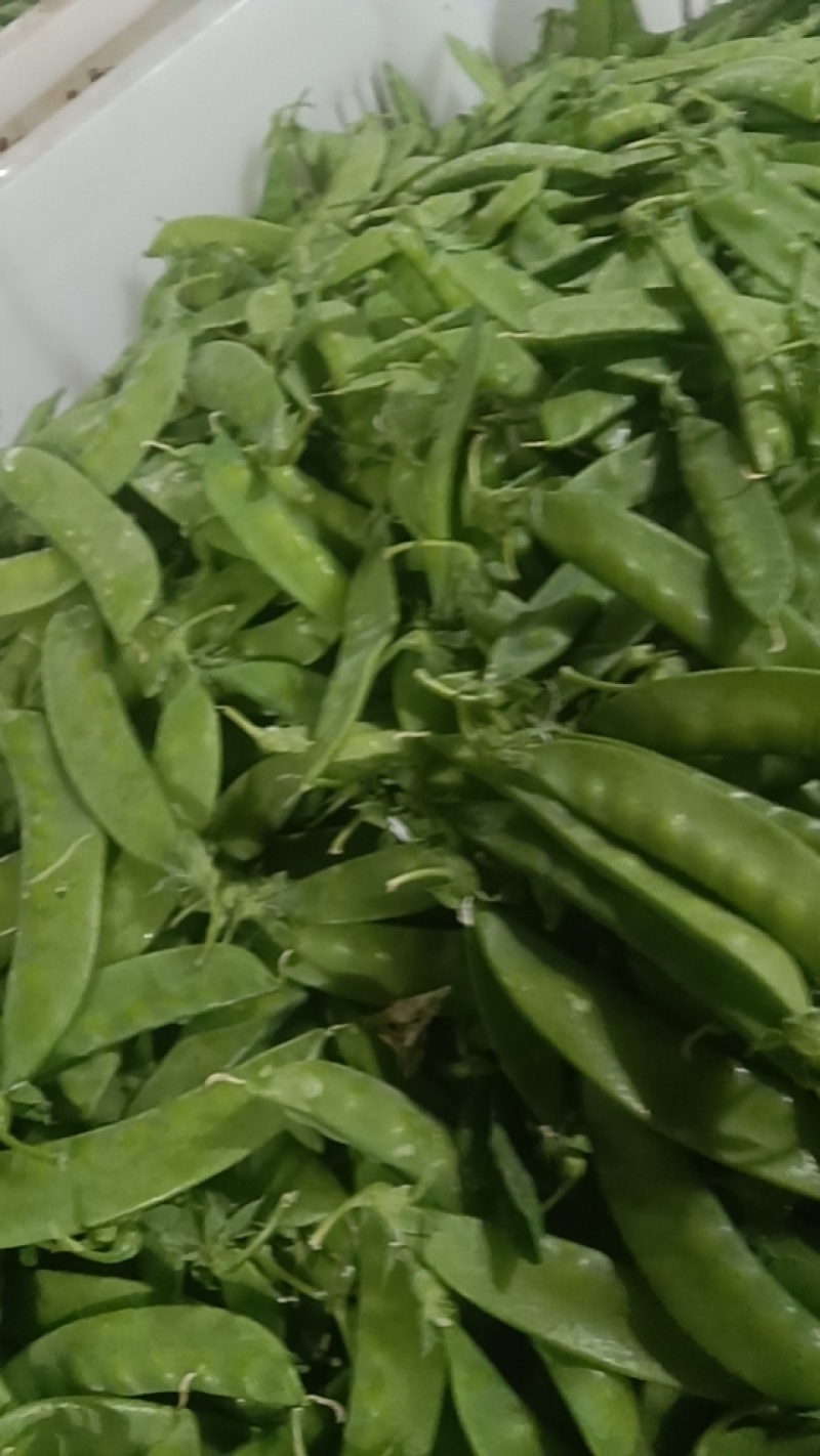 小荷兰豆