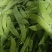 小荷兰豆