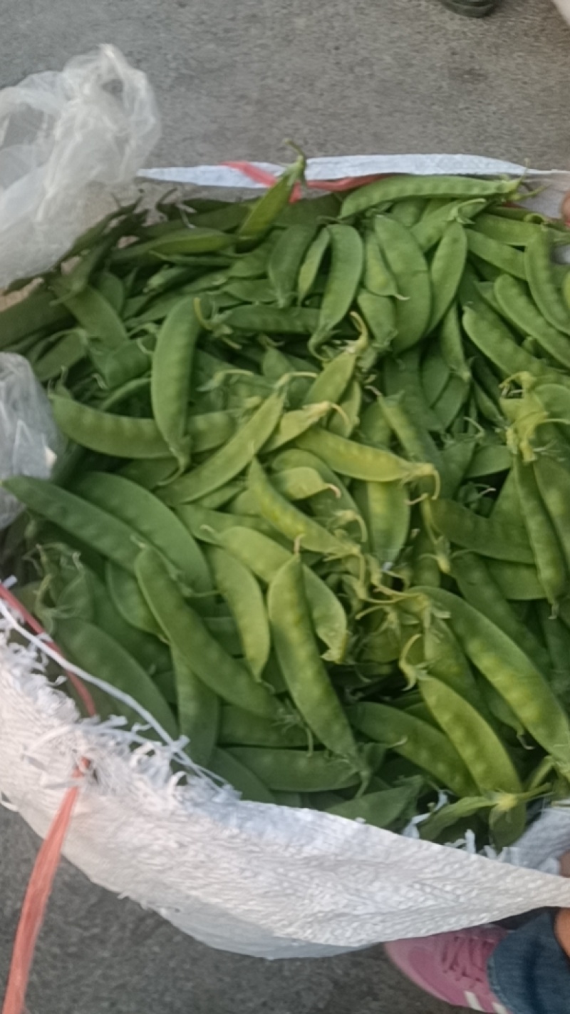 小荷兰豆