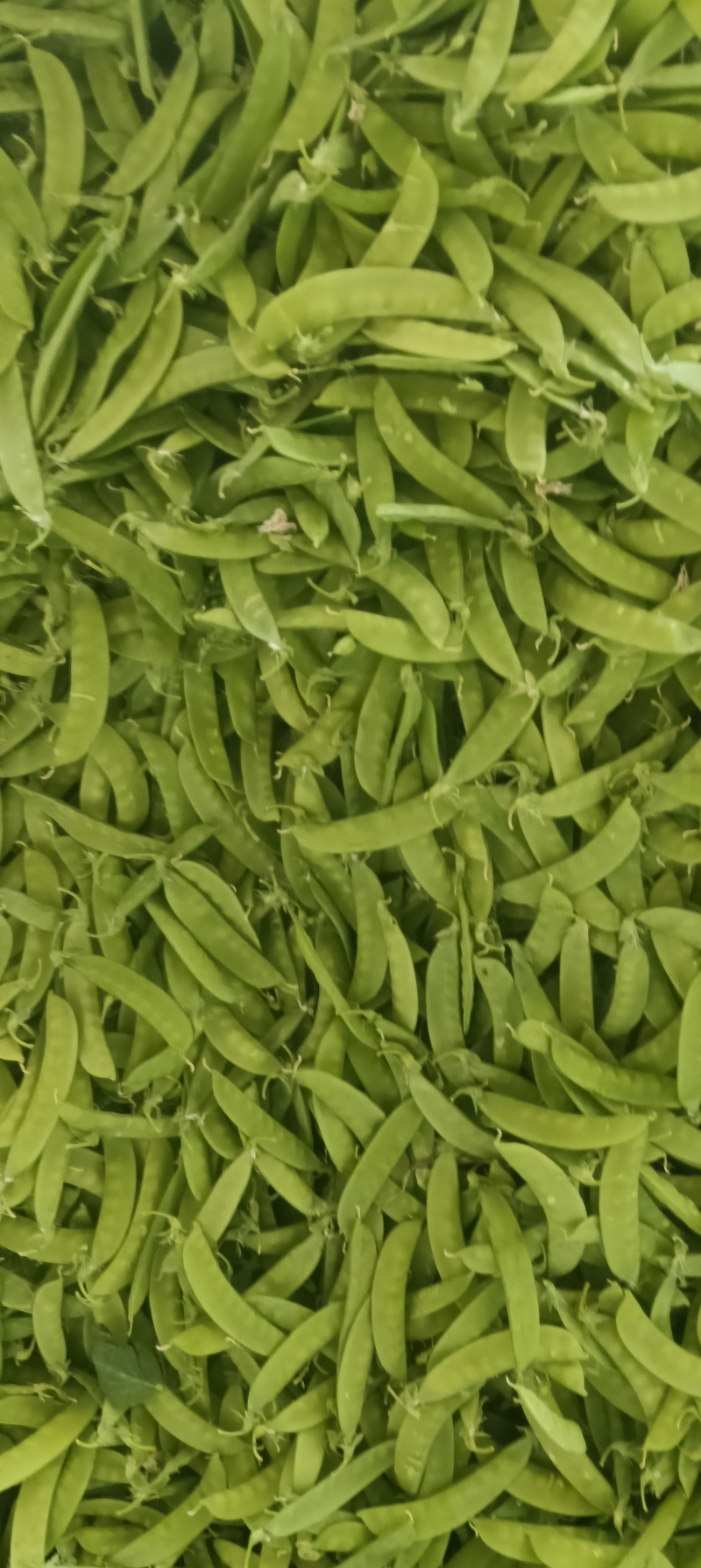 小荷兰豆