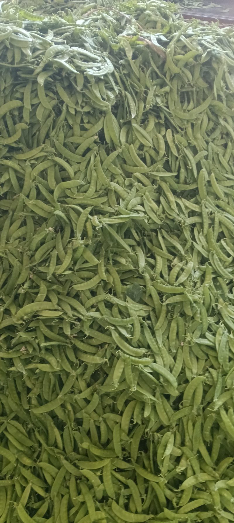 小荷兰豆