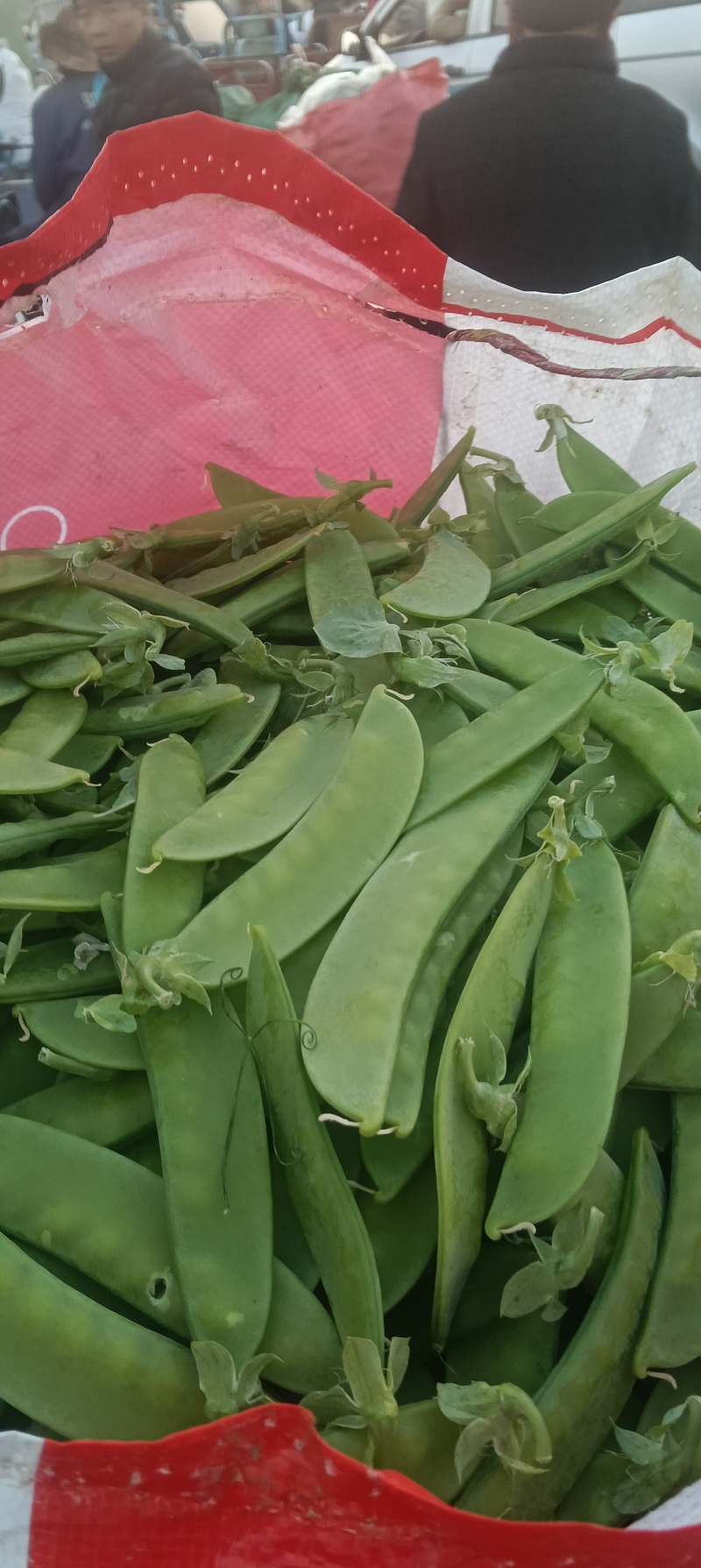 小荷兰豆