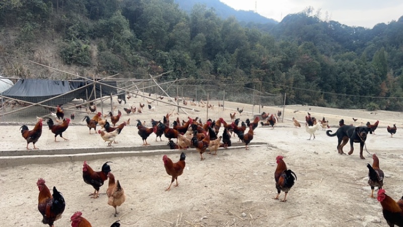 金华土鸡跑山鸡