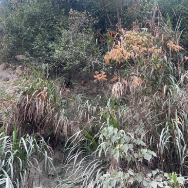 金华土鸡跑山鸡
