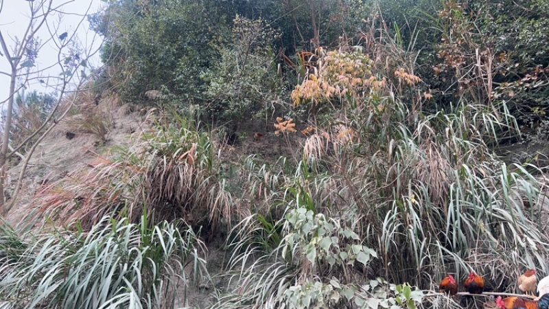 金华土鸡跑山鸡