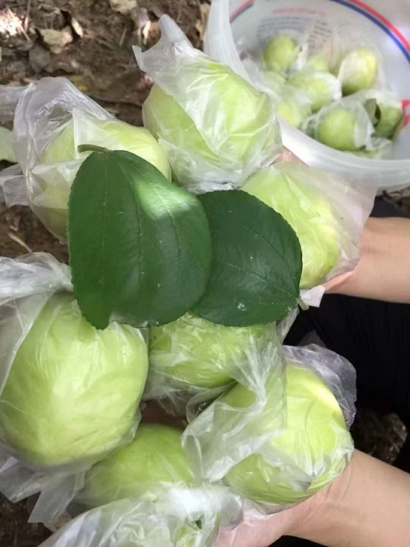 贵妃牛奶枣