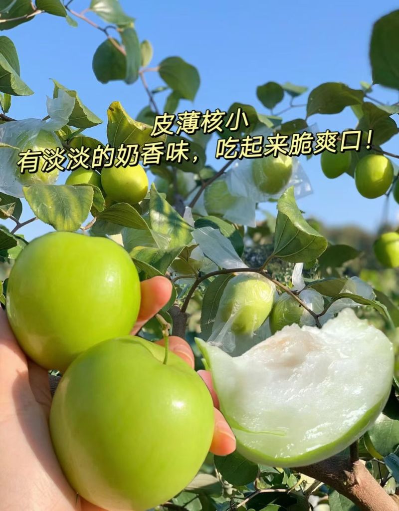 贵妃牛奶枣