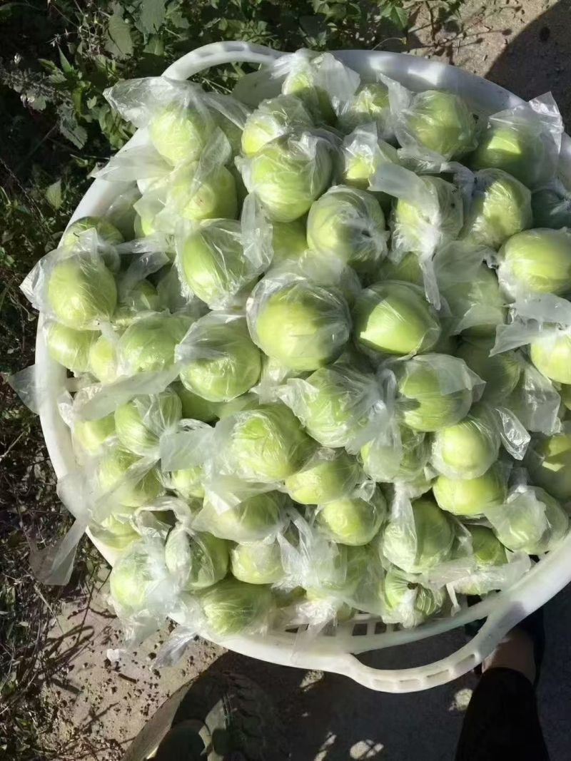 贵妃牛奶枣