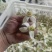 蜜柚花柚子花