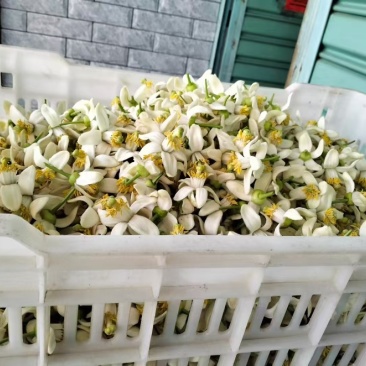 蜜柚花柚子花