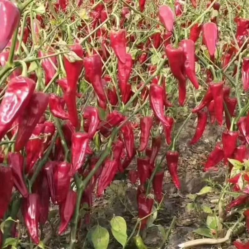 北京红辣椒