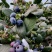 盼达农业出口级精品蓝莓稳定供应